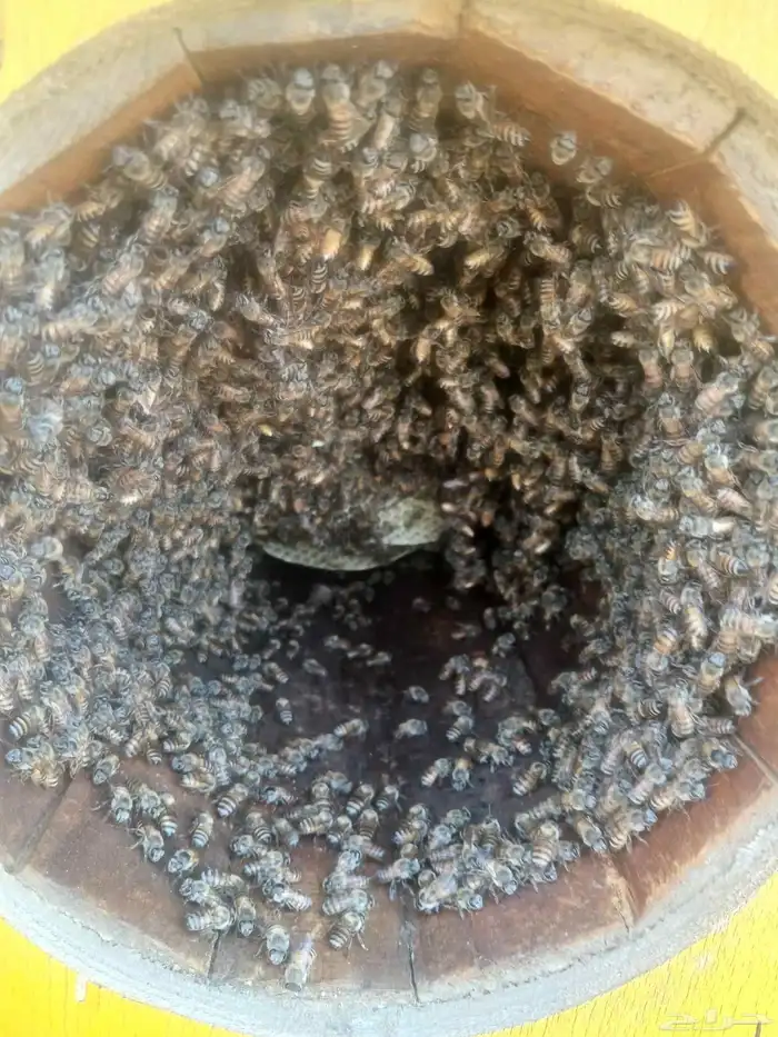 نحل بلدي للبيع 2