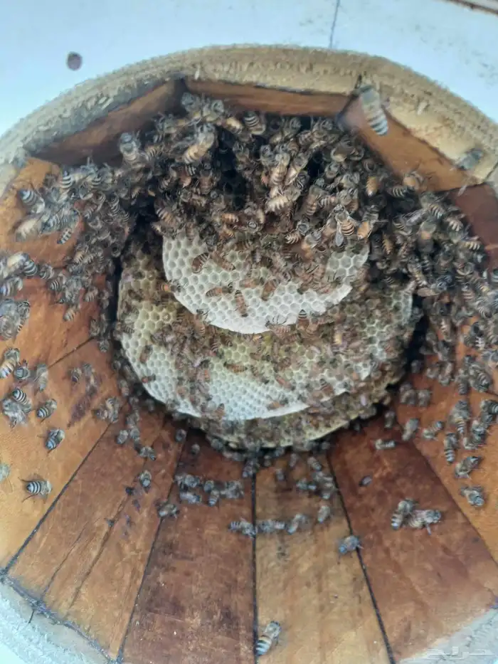 نحل بلدي للبيع 8