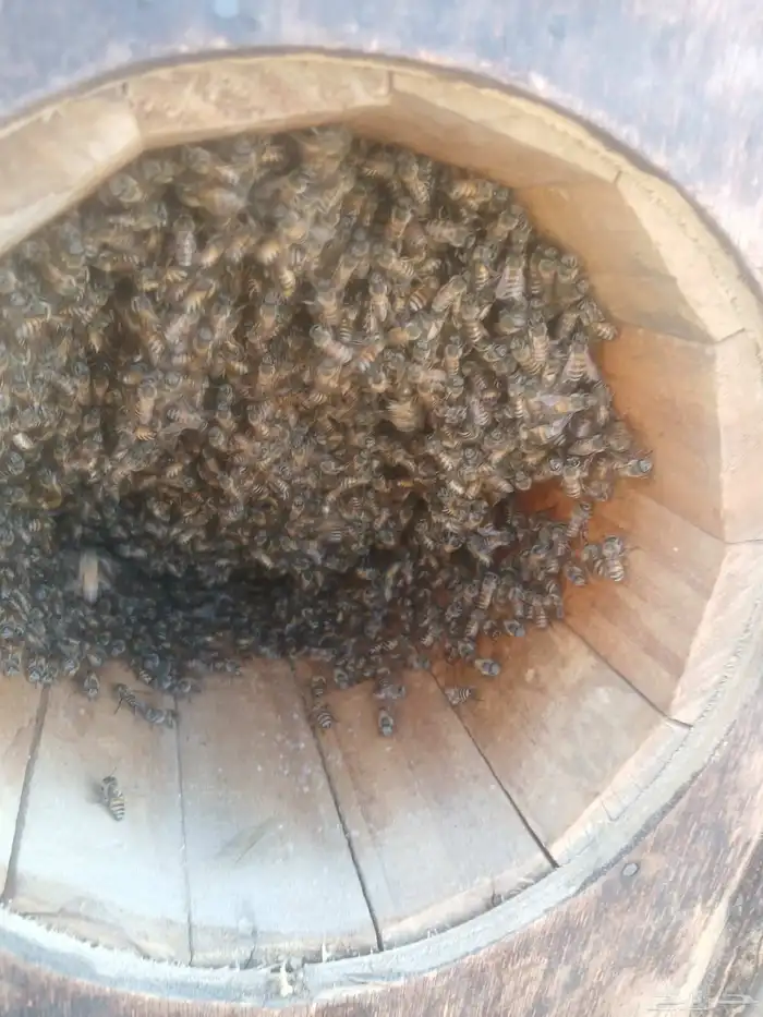 نحل بلدي للبيع 0