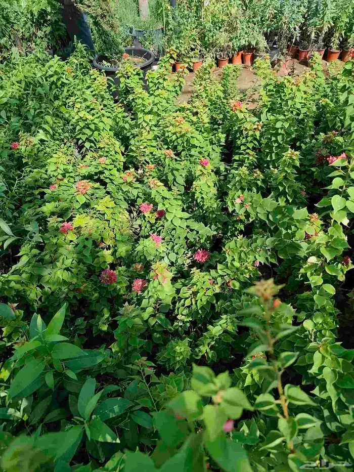 تنسيق حدائق 6