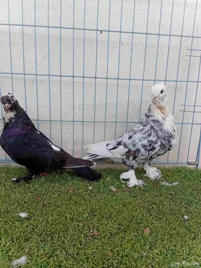 زوج حب رمان 3