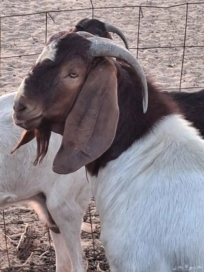 تيس فحل بورقيت ثني ماشاءالله تبارك الله دم صافي 7