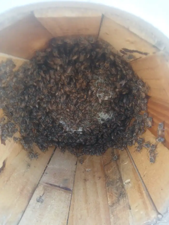 نحل بلدي للبيع 4