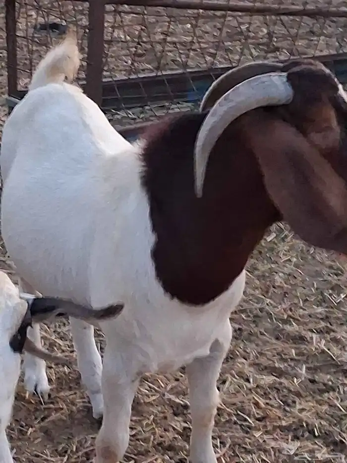 تيس فحل بورقيت ثني ماشاءالله تبارك الله دم صافي 2