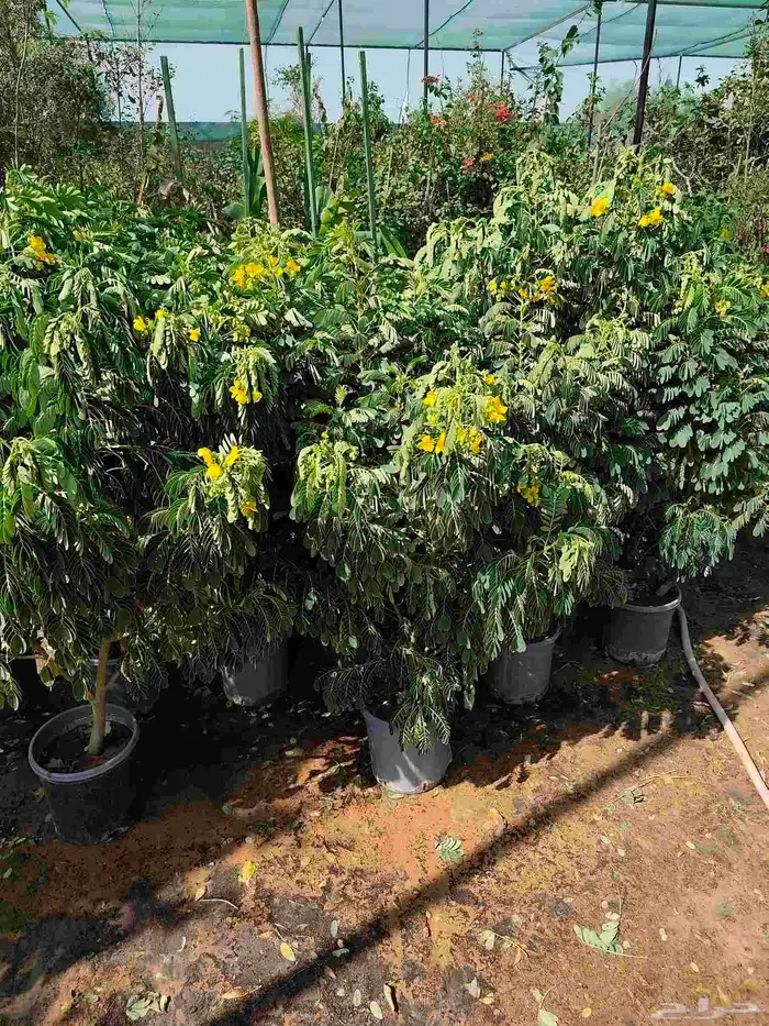 تنسيق حدائق 8