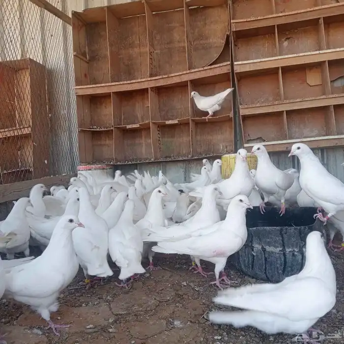 حمام فرنسي منتج 5