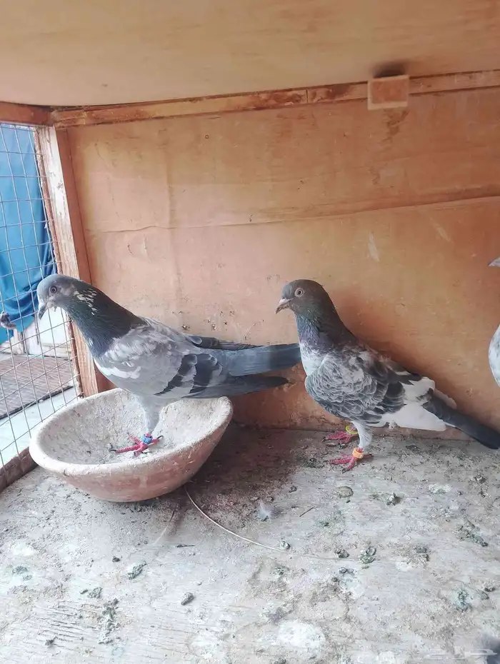 حمام قطيفي وحمام باكستاني للبيع مكه المكرمه 2