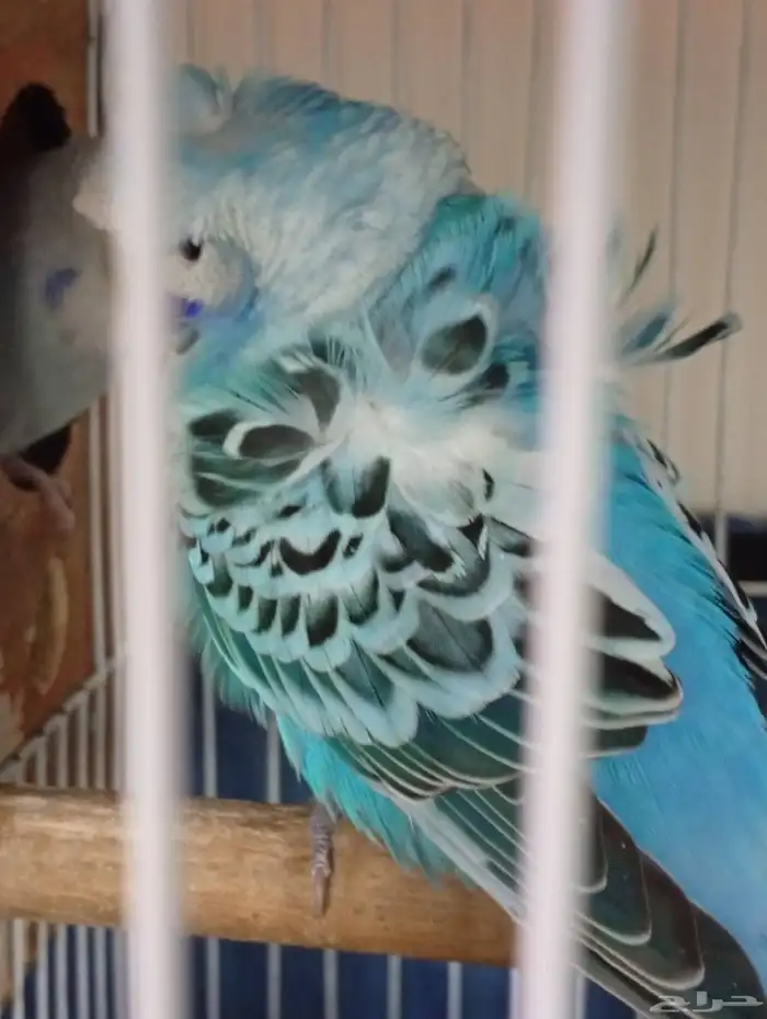 هوقو بادجي للبيع جوزين 2