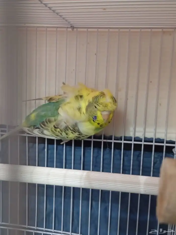 هوقو بادجي للبيع جوزين 8