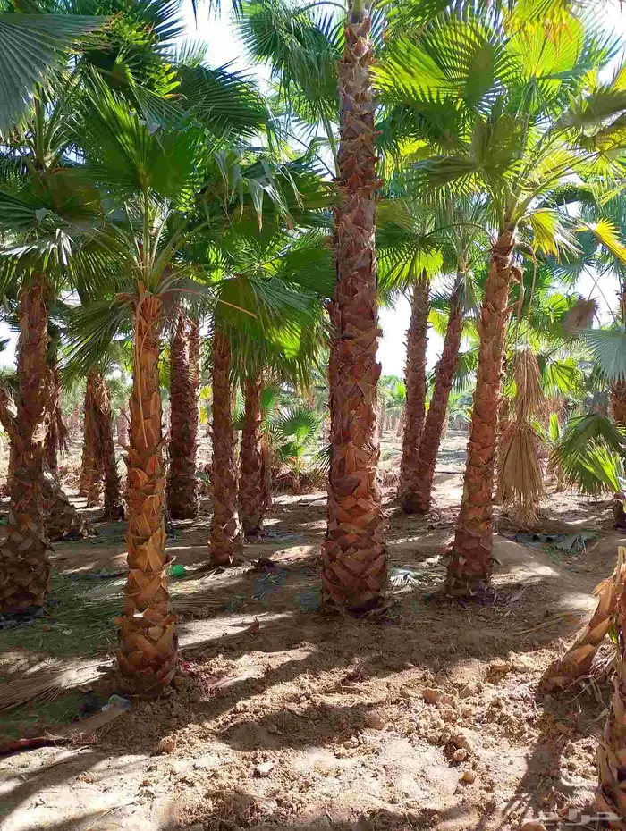 يوجد لدينا جميع انواع النخيل الواشنطني 0