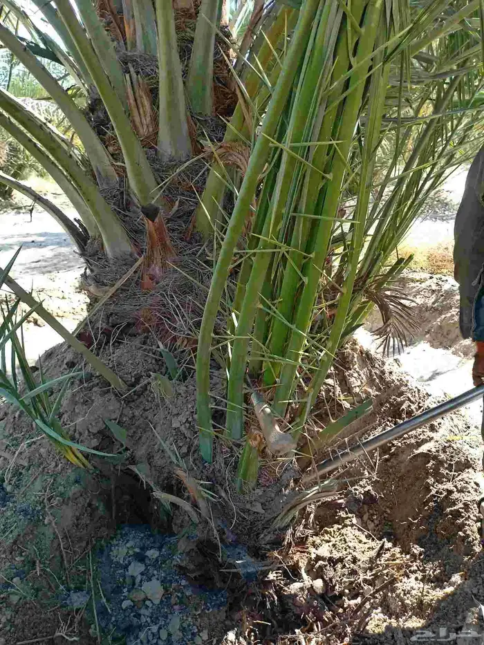 مقاول نخل عربي ونخل واشنطنيا مع اعماله قلع غرس تكريب وتحويض 0