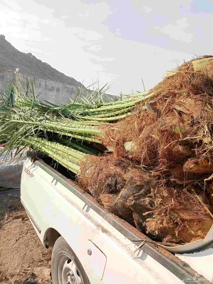 يوجد لدينا نخيل للبيع وتحويض النخيل بالحجار 0