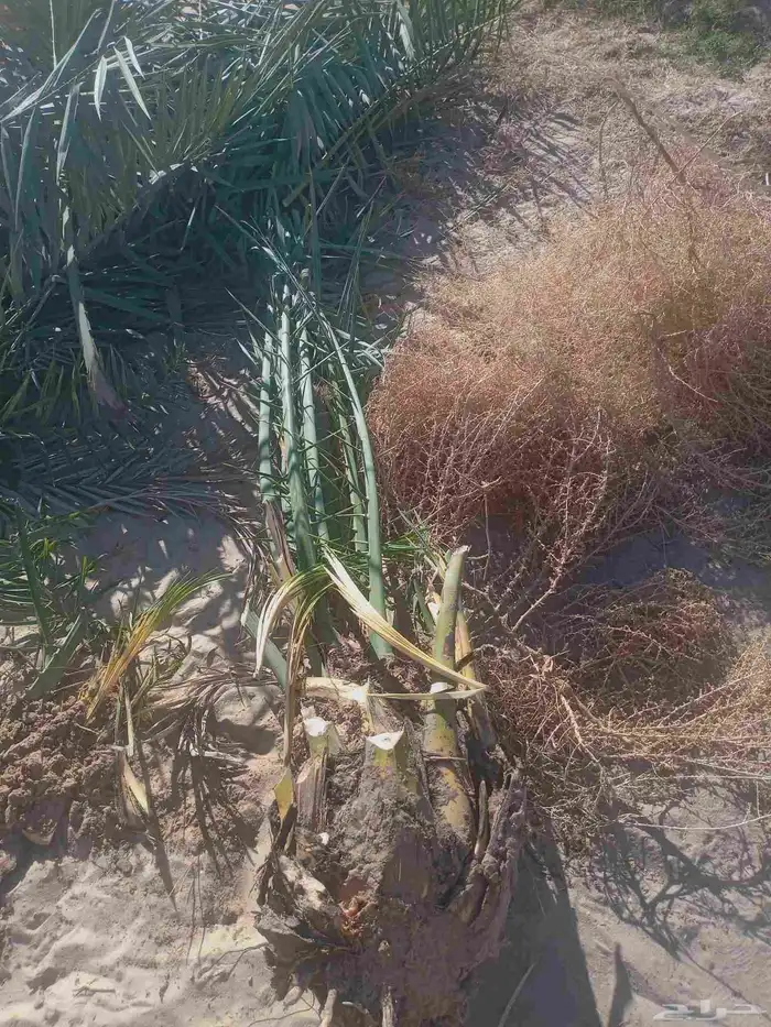 مقاول نخل عربي ونخل واشنطنيا مع اعماله قلع غرس تكريب وتحويض 3