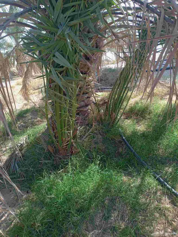 مقاول نخل عربي ونخل واشنطنيا مع اعماله قلع غرس تكريب وتحويض 6