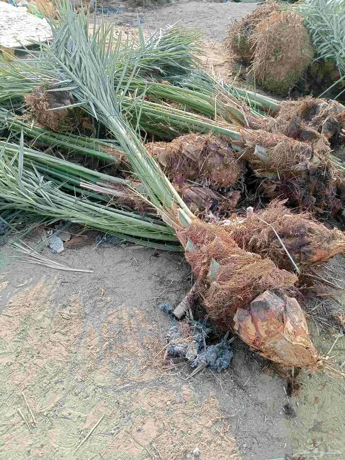 يوجد لدينا نخيل للبيع وتحويض النخيل بالحجار 3