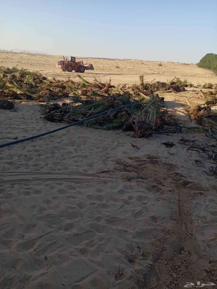 مقاول نخل عربي ونخل واشنطنيا مع اعماله قلع غرس تكريب وتحويض 11