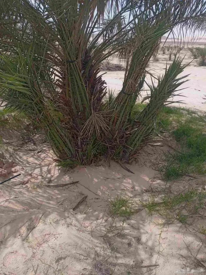 مقاول نخل عربي ونخل واشنطنيا مع اعماله قلع غرس تكريب وتحويض 29