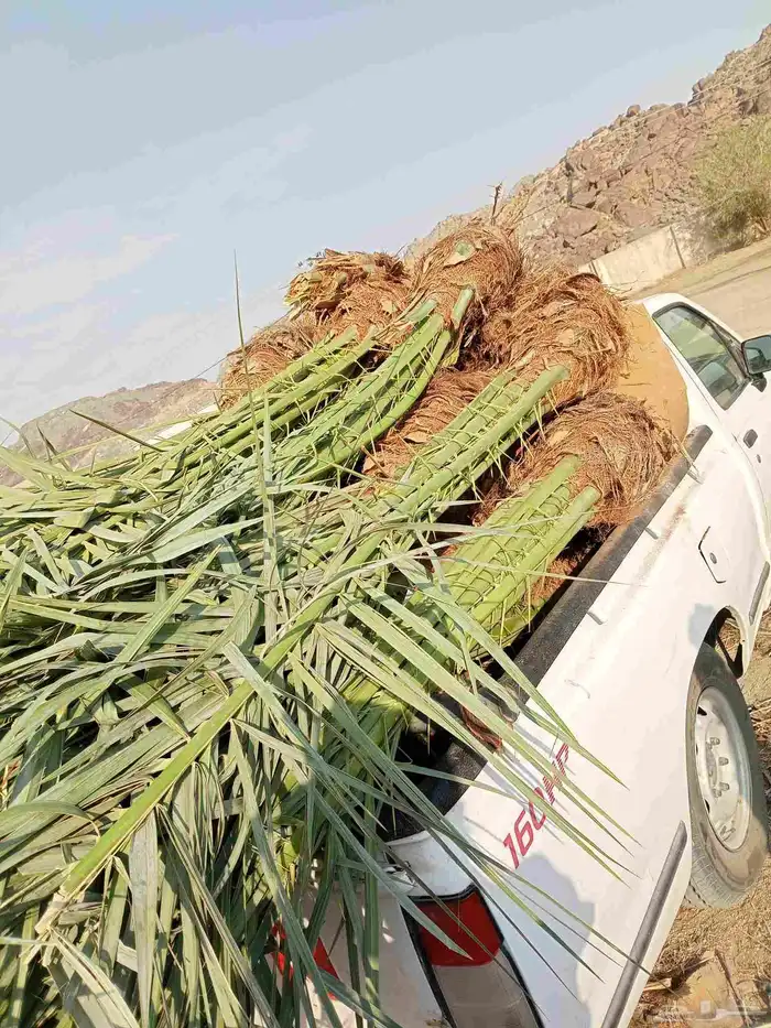 يوجد لدينا نخيل للبيع وتحويض النخيل بالحجار 1