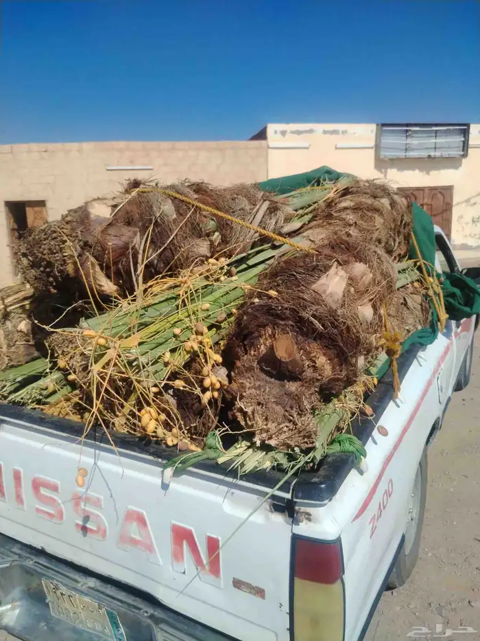 نخل اللقصيم اللبيع 1