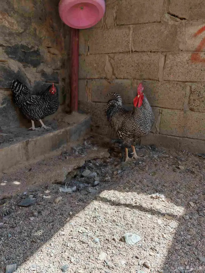 دجاج امروك الامريكي 3