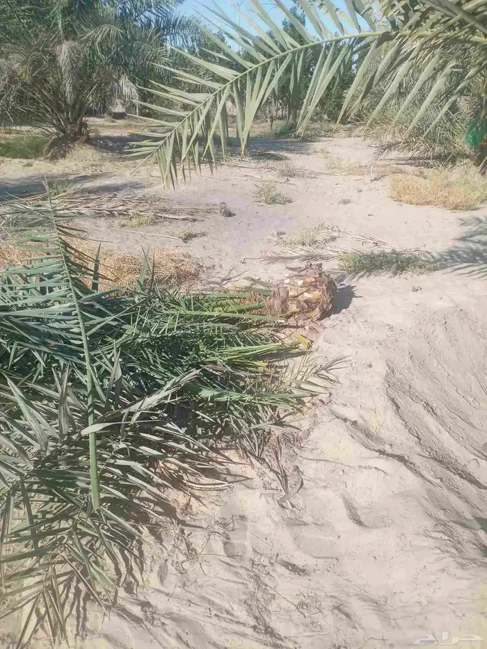 مقاول نخل عربي ونخل واشنطنيا مع اعماله قلع غرس تكريب وتحويض 4