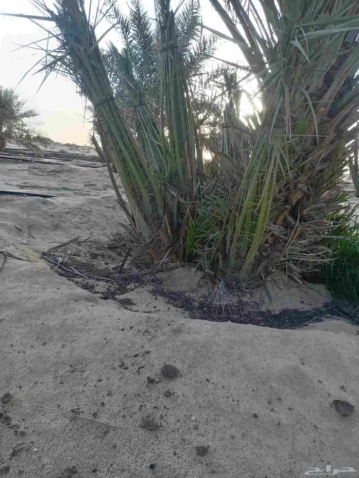 مقاول نخل عربي ونخل واشنطنيا مع اعماله قلع غرس تكريب وتحويض 28