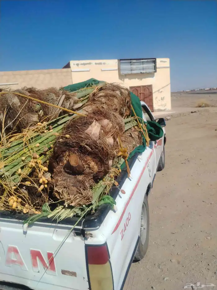 نخل اللقصيم اللبيع 3