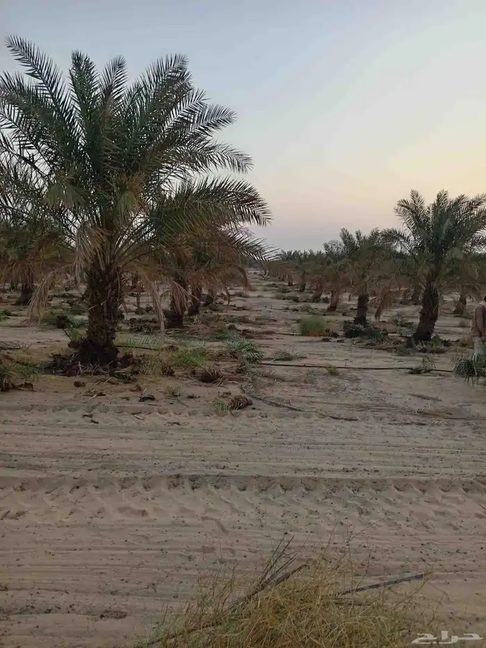 مقاول نخل عربي ونخل واشنطنيا مع اعماله قلع غرس تكريب وتحويض 12