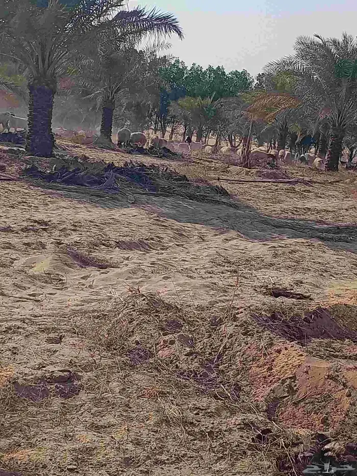 مقاول نخل عربي ونخل واشنطنيا مع اعماله قلع غرس تكريب وتحويض 9