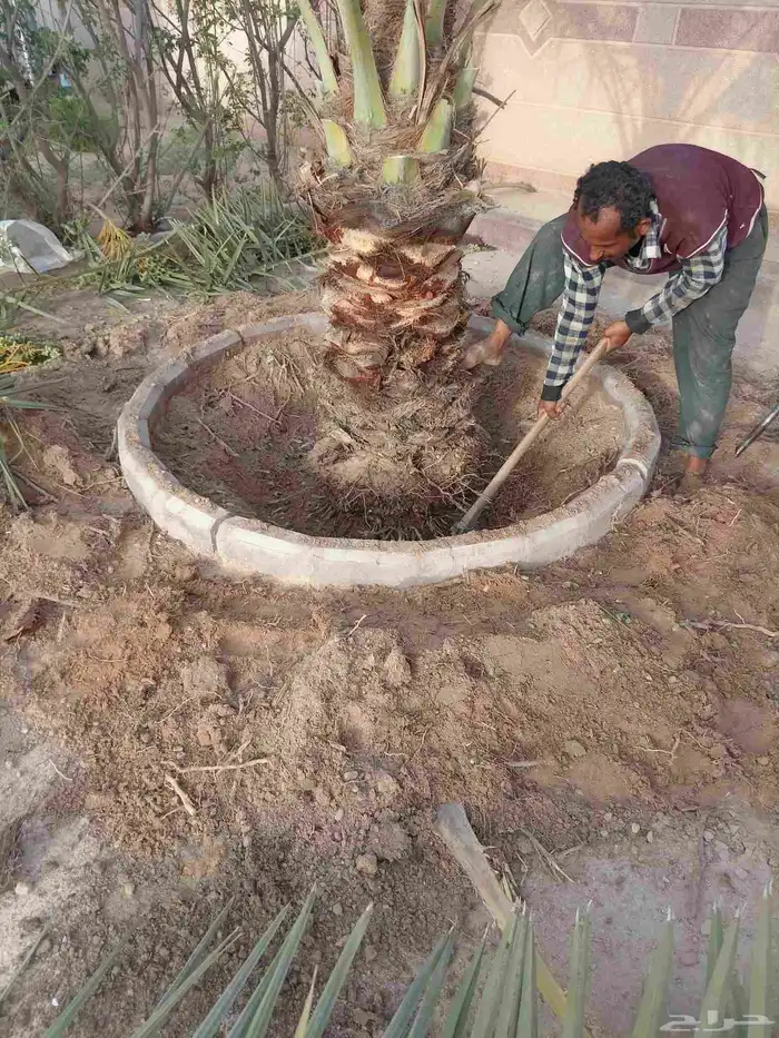 نقوم بتنفيذ نخله تركريب تنضيف ونقلع الفروخ 3