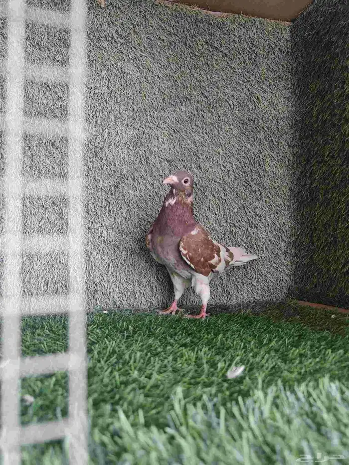 زاجل مولمنيز أنثى 1