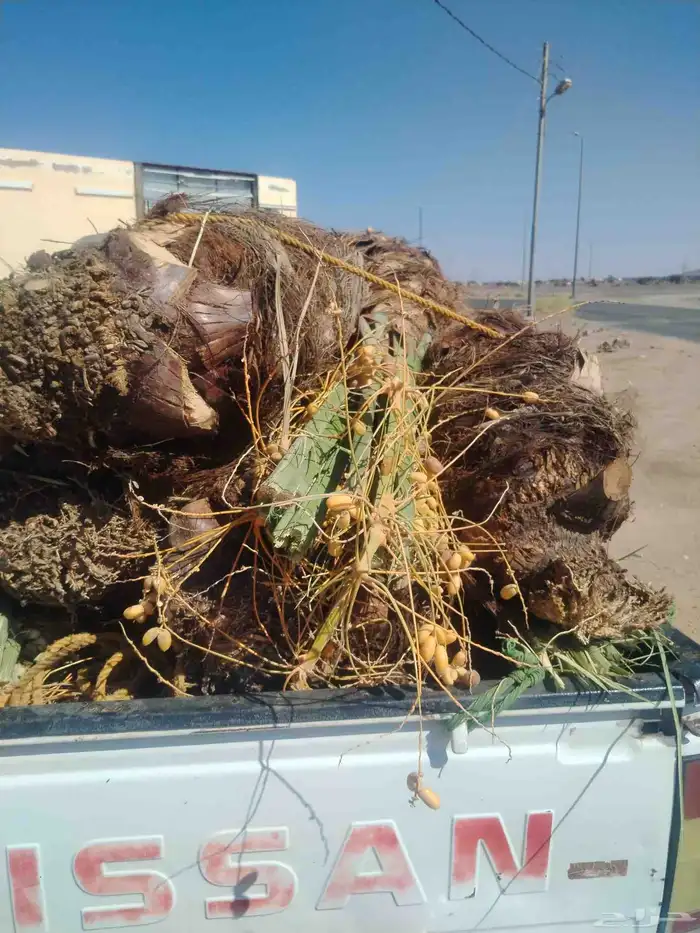 نخل اللقصيم اللبيع 2