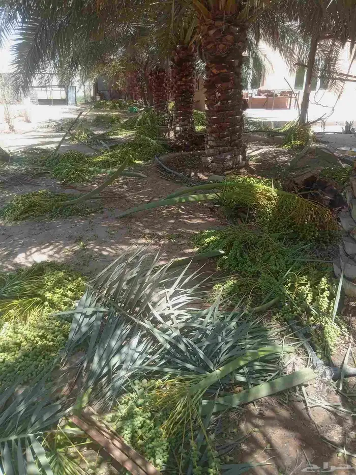 نقوم بتنفيذ نخله تركريب تنضيف ونقلع الفروخ 2