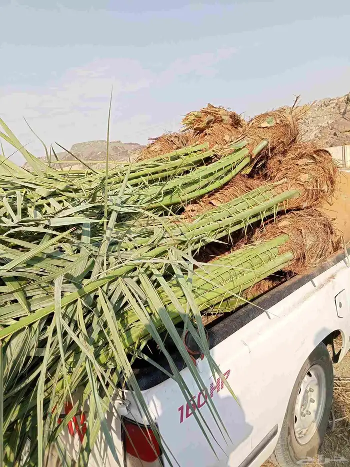 يوجد لدينا نخيل للبيع وتحويض النخيل بالحجار 2