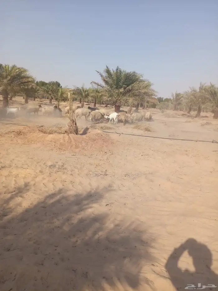 مقاول نخل عربي ونخل واشنطنيا مع اعماله قلع غرس تكريب وتحويض 10