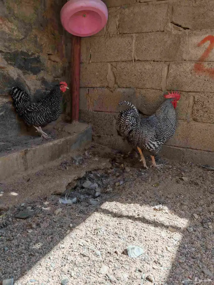 دجاج امروك الامريكي 2