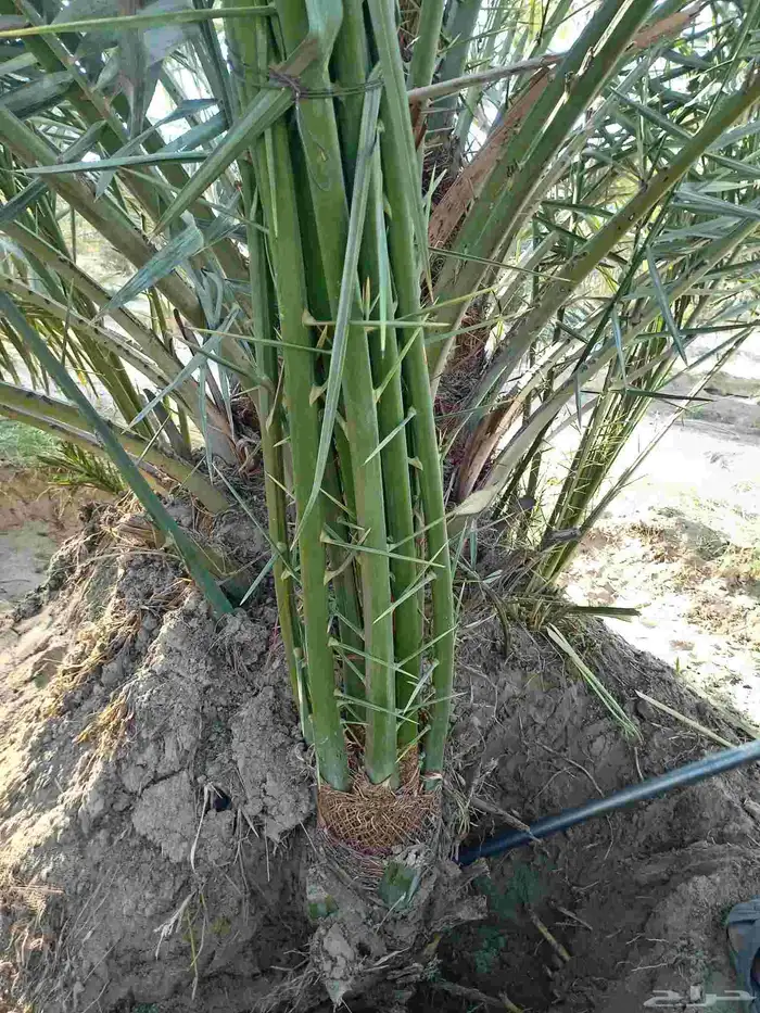 مقاول نخل عربي ونخل واشنطنيا مع اعماله قلع غرس تكريب وتحويض 1