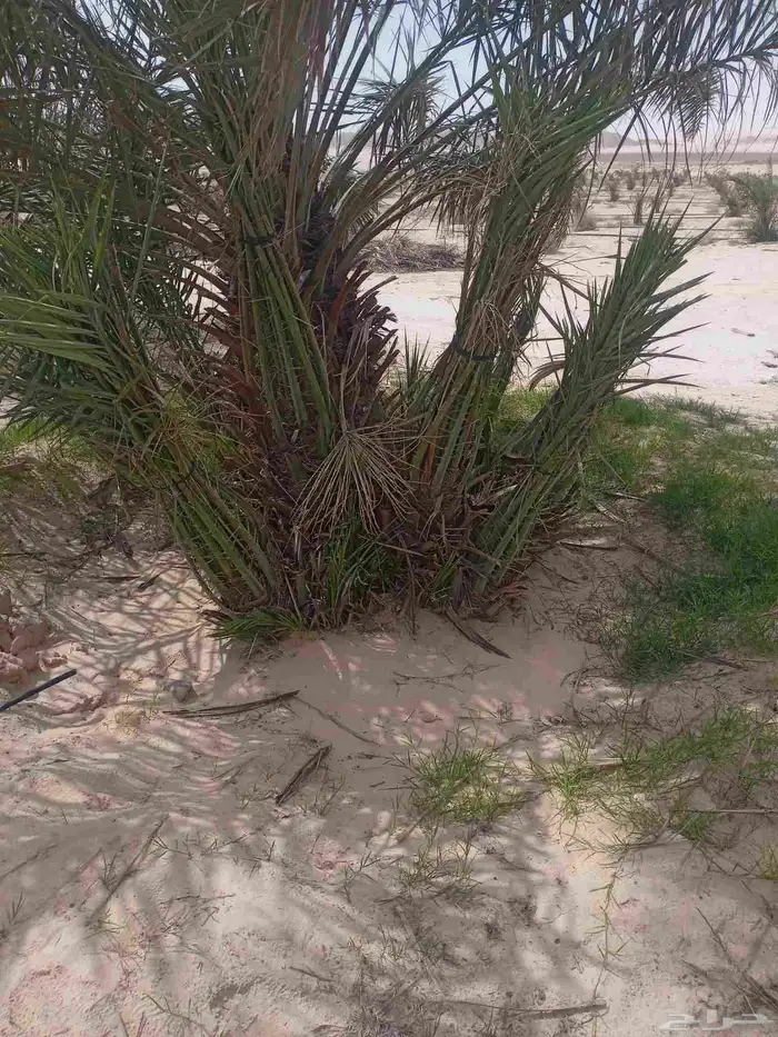 مقاول نخل عربي ونخل واشنطنيا مع اعماله قلع غرس تكريب وتحويض 30