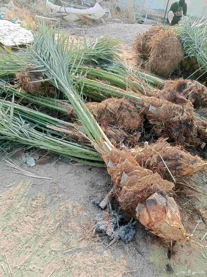 يوجد لدينا نخيل للبيع وتحويض النخيل بالحجار 4