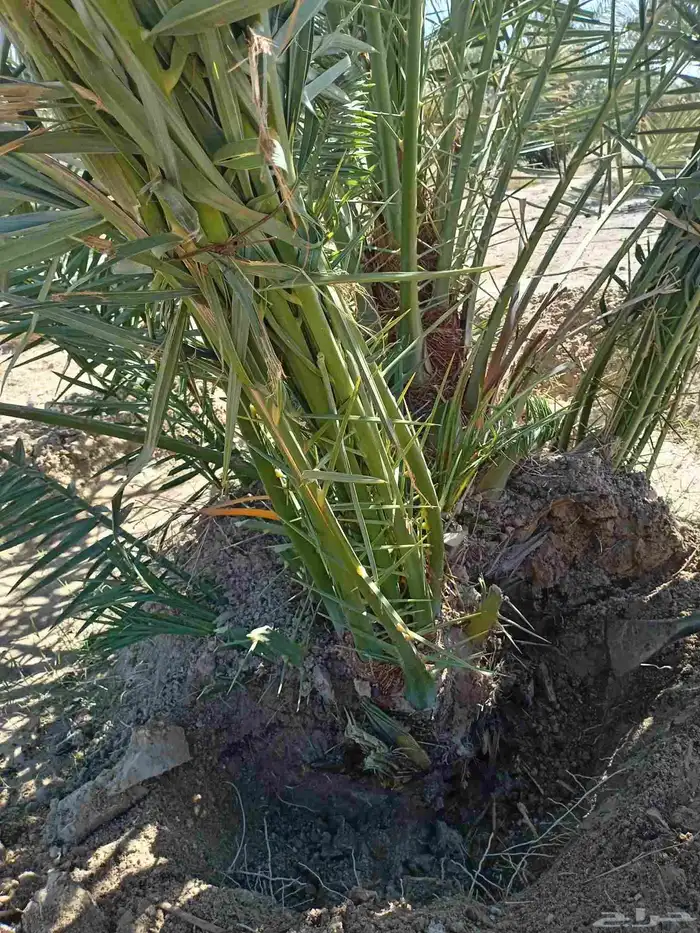 مقاول نخل عربي ونخل واشنطنيا مع اعماله قلع غرس تكريب وتحويض 2