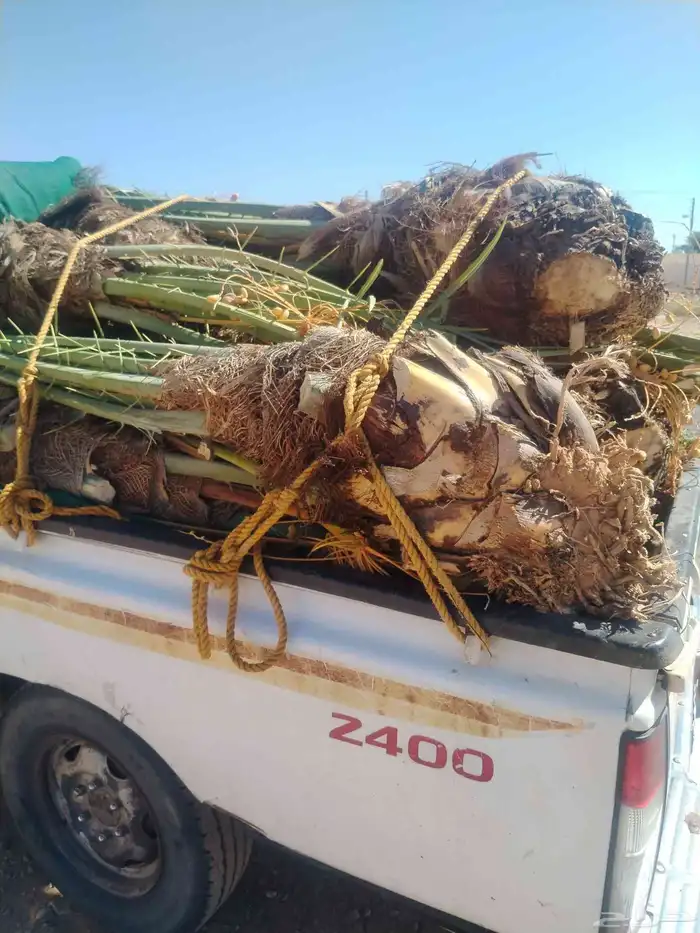 نخل اللقصيم اللبيع 0