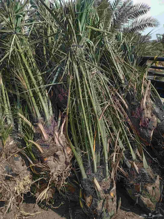 مقاول نخل عربي ونخل واشنطنيا مع اعماله قلع غرس تكريب وتحويض 27