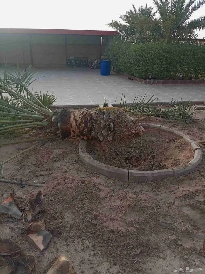 نقوم بتنفيذ نخله تركريب تنضيف ونقلع الفروخ 1