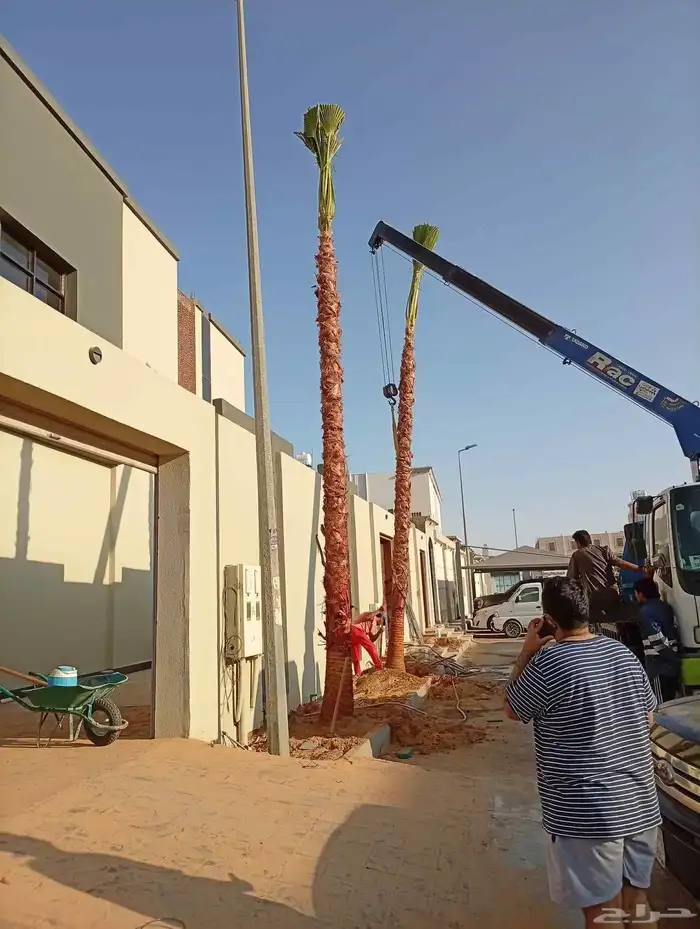 دخل واشنطني جميع المقاسات ونخل عربي وزيتون وبرتقال ويوسفي 5