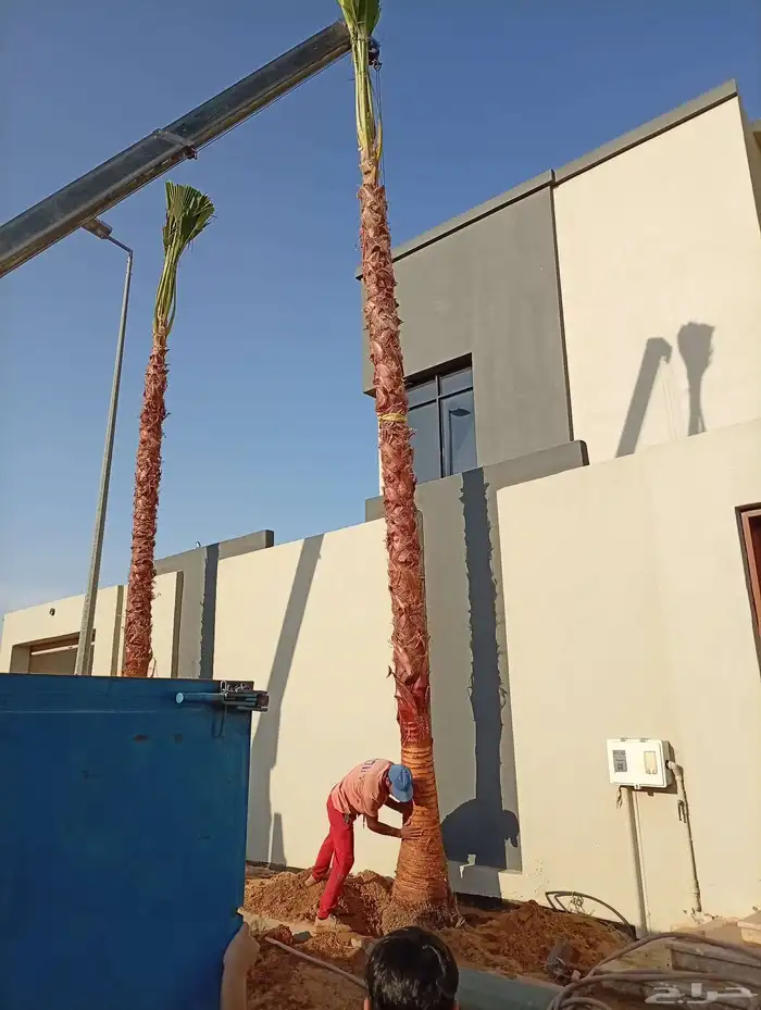 دخل واشنطني جميع المقاسات ونخل عربي وزيتون وبرتقال ويوسفي 2