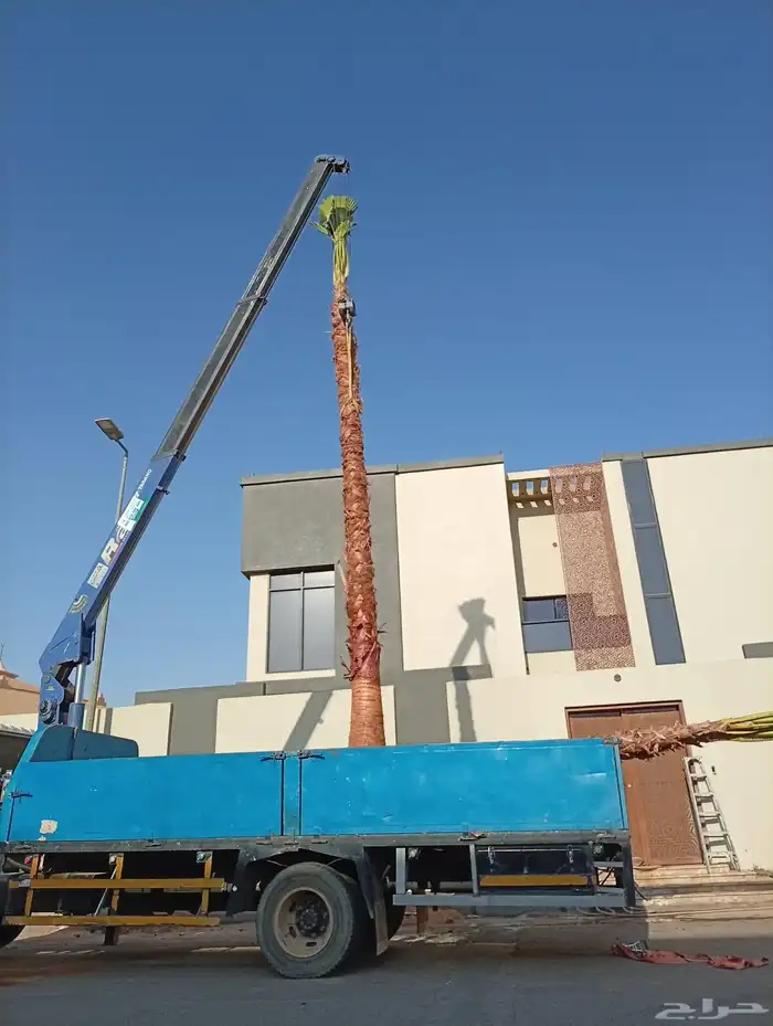 دخل واشنطني جميع المقاسات ونخل عربي وزيتون وبرتقال ويوسفي 1