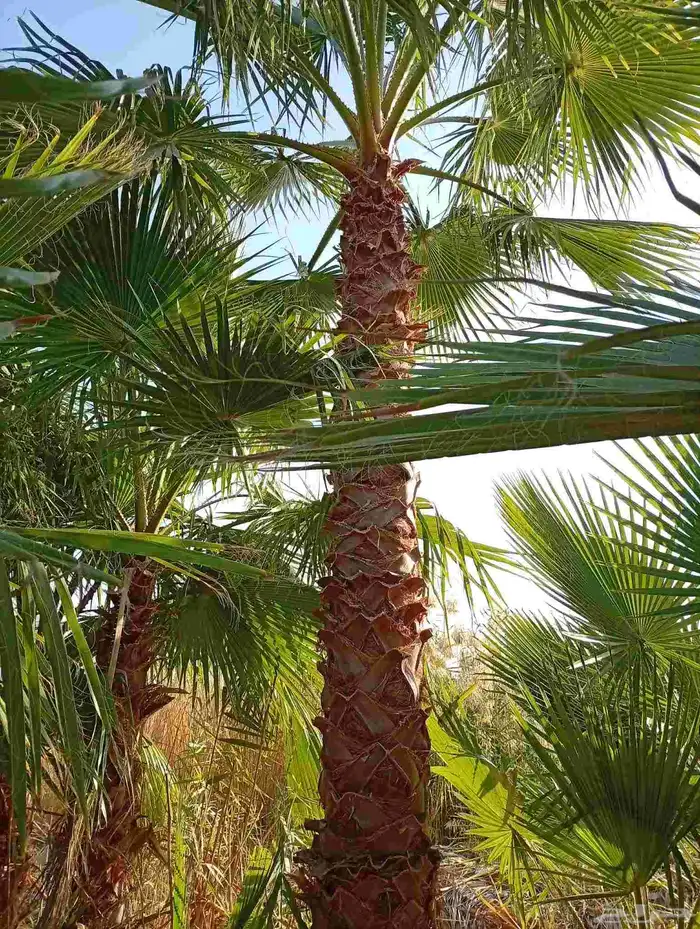 دخل واشنطني جميع المقاسات ونخل عربي وزيتون وبرتقال ويوسفي 0