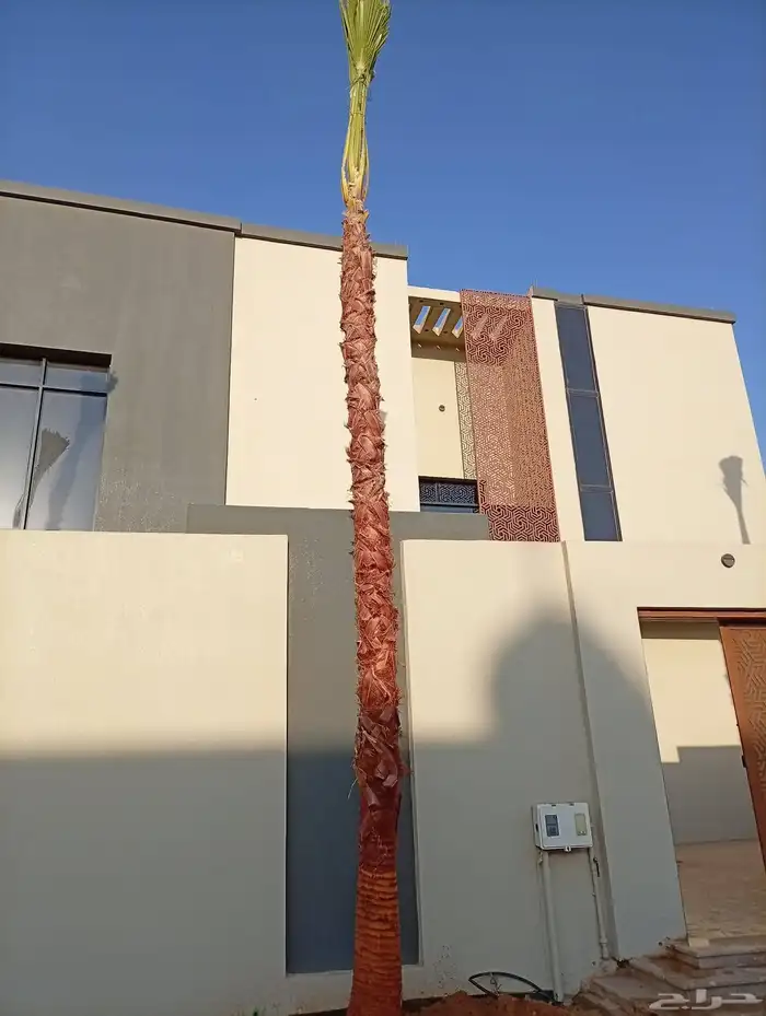 دخل واشنطني جميع المقاسات ونخل عربي وزيتون وبرتقال ويوسفي 8