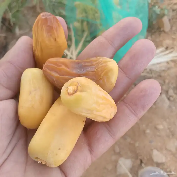 فسايل مجدول سكري اخلاص 2