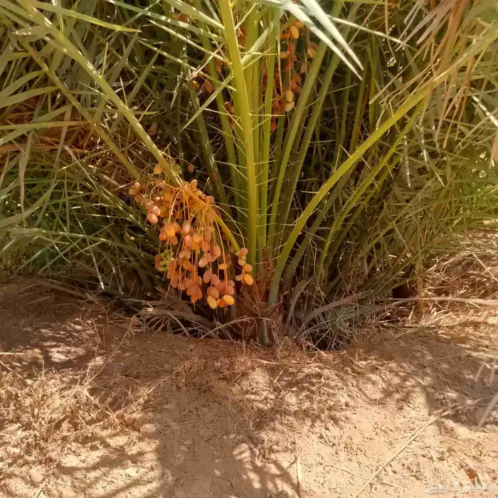 فسايل مجدول سكري اخلاص 1